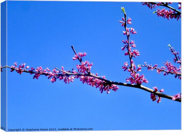 small pink flowers Canvas Print by Stephanie Moore