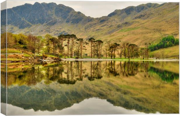 Buttermere Pines Canvas Print by Steve Smith