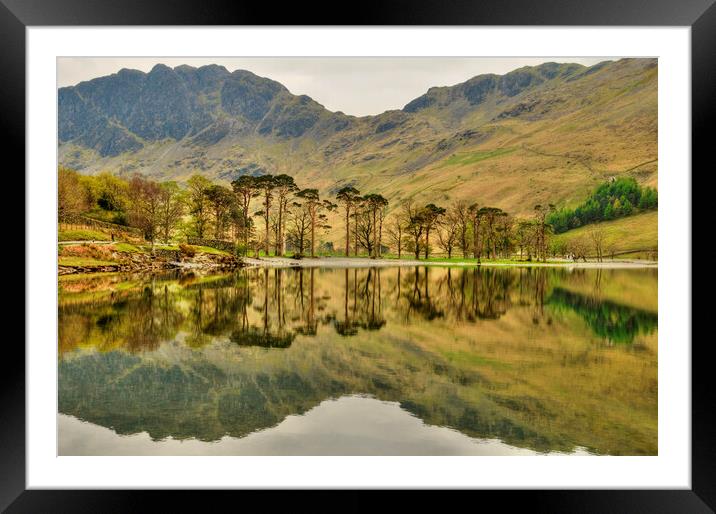 Buttermere Pines Framed Mounted Print by Steve Smith