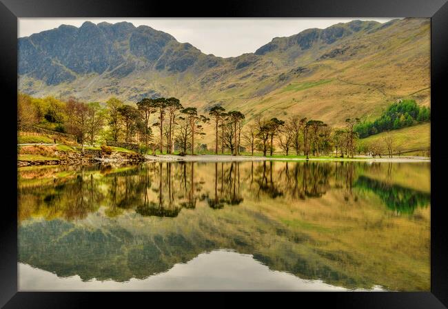 Buttermere Pines Framed Print by Steve Smith