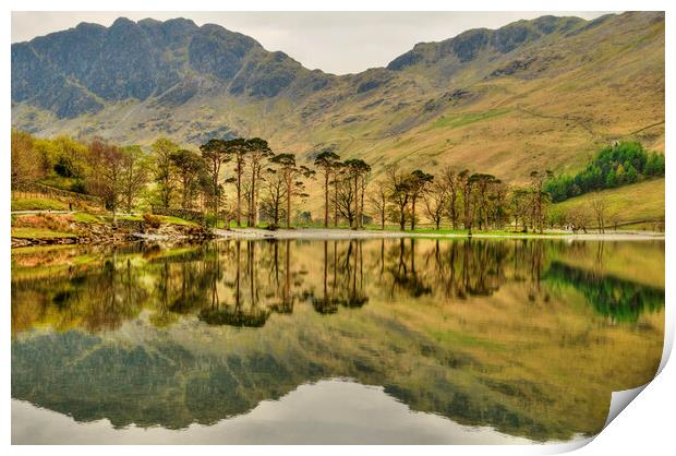 Buttermere Pines Print by Steve Smith