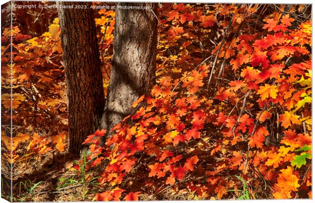 Autumn colours in Oak Creek Canyon, Sedona Canvas Print by Derek Daniel