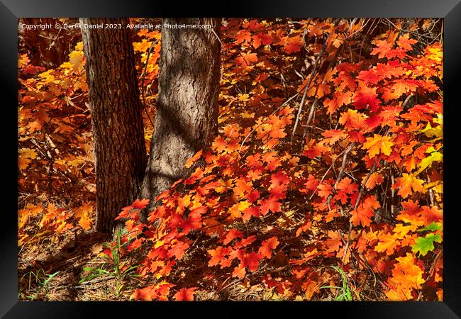 Autumn colours in Oak Creek Canyon, Sedona Framed Print by Derek Daniel
