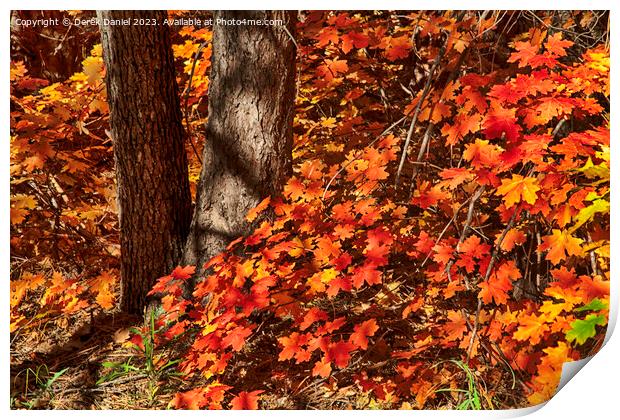 Autumn colours in Oak Creek Canyon, Sedona Print by Derek Daniel