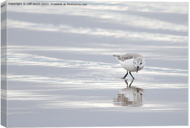 Sanderling  Canvas Print by Cliff Kinch