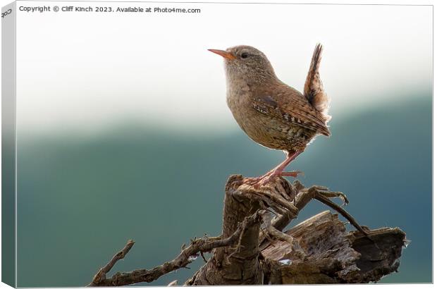 Every watchful wren Canvas Print by Cliff Kinch
