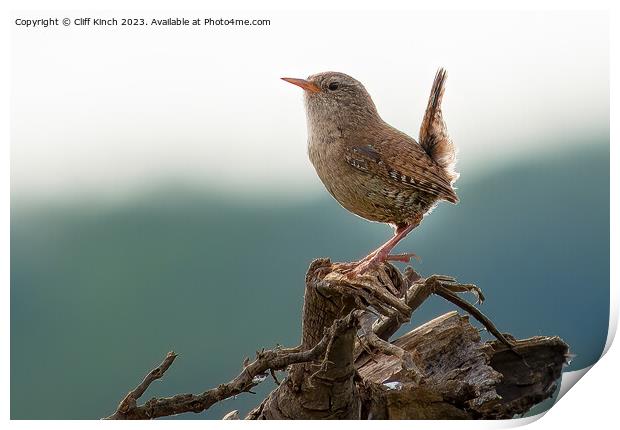 Every watchful wren Print by Cliff Kinch