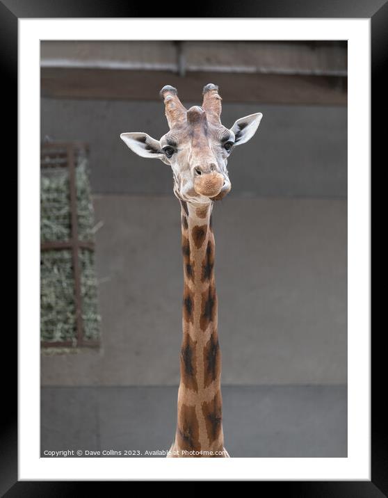 Giraffe portrait inside a shed at Edinburgh Zoo, Edinburgh, Scotland Framed Mounted Print by Dave Collins