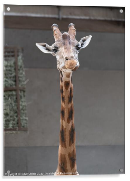 Giraffe portrait inside a shed at Edinburgh Zoo, Edinburgh, Scotland Acrylic by Dave Collins