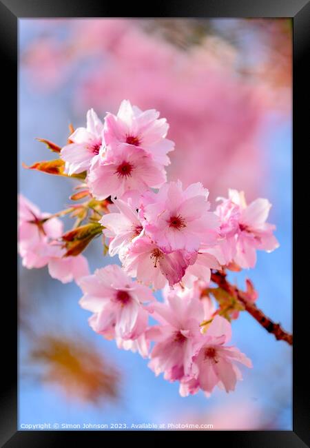 Cherry blossom Framed Print by Simon Johnson