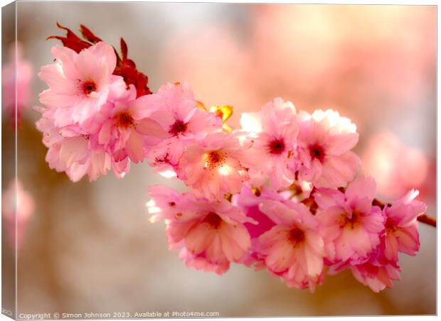 Cherry Blossom  flowers Canvas Print by Simon Johnson