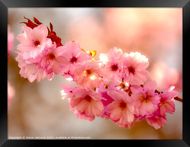 Cherry Blossom  flowers Framed Print by Simon Johnson