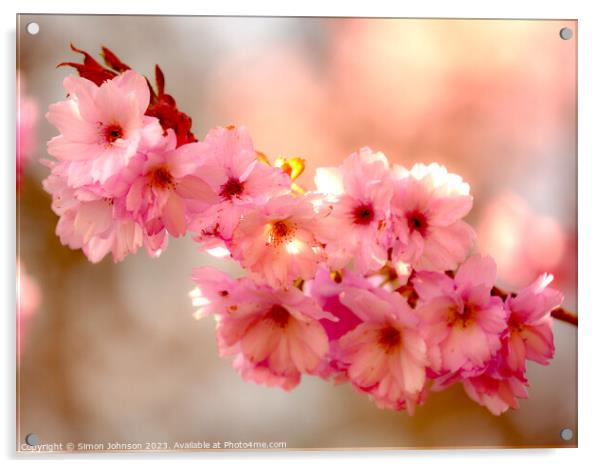 Cherry Blossom  flowers Acrylic by Simon Johnson