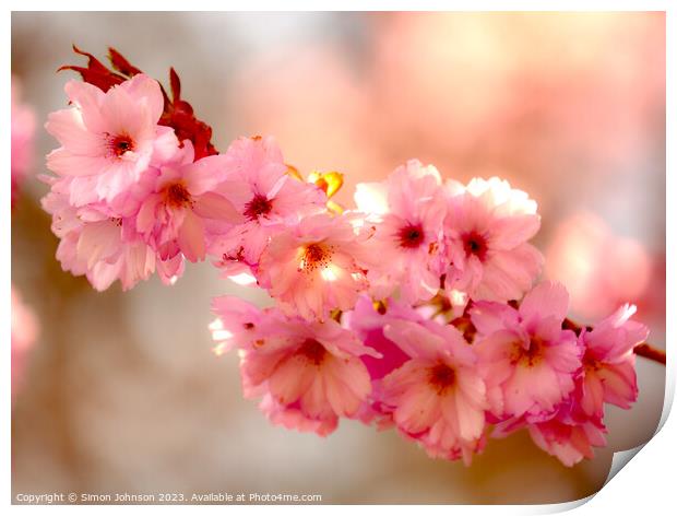 Cherry Blossom  flowers Print by Simon Johnson