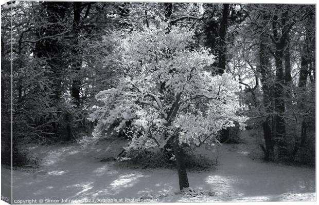 sunli winter tree in Monochrome  Canvas Print by Simon Johnson
