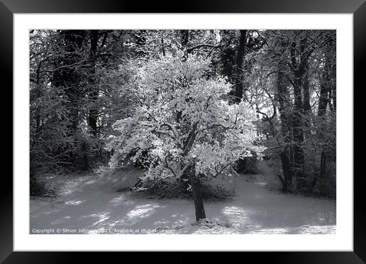 sunli winter tree in Monochrome  Framed Mounted Print by Simon Johnson