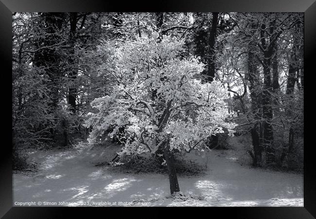 sunli winter tree in Monochrome  Framed Print by Simon Johnson