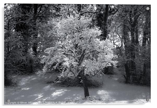 sunli winter tree in Monochrome  Acrylic by Simon Johnson