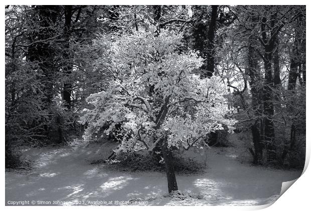 sunli winter tree in Monochrome  Print by Simon Johnson