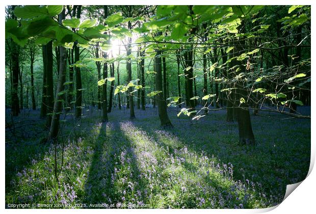 sunlit bluebell woodland  Print by Simon Johnson