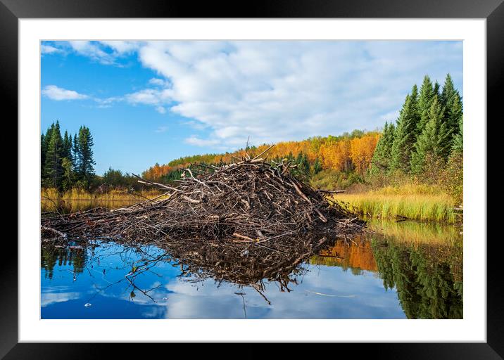 beaver lodge Framed Mounted Print by Dave Reede