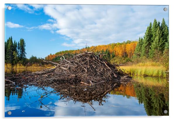 beaver lodge Acrylic by Dave Reede