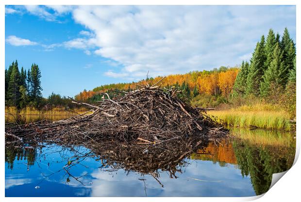 beaver lodge Print by Dave Reede