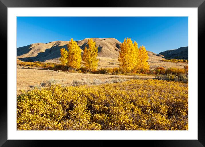 autumn, Saskatchewan Landing Provincial Park Framed Mounted Print by Dave Reede