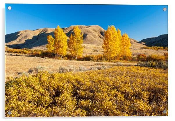 autumn, Saskatchewan Landing Provincial Park Acrylic by Dave Reede