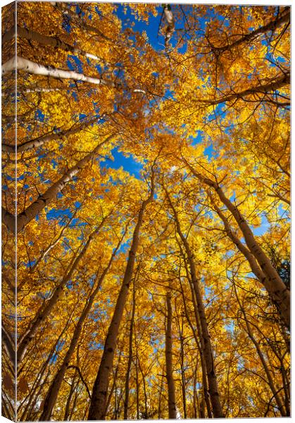 poplar trees in autumn colours Canvas Print by Dave Reede