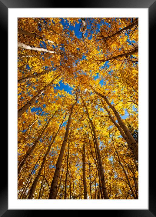 poplar trees in autumn colours Framed Mounted Print by Dave Reede