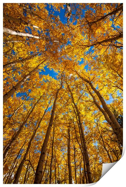 poplar trees in autumn colours Print by Dave Reede