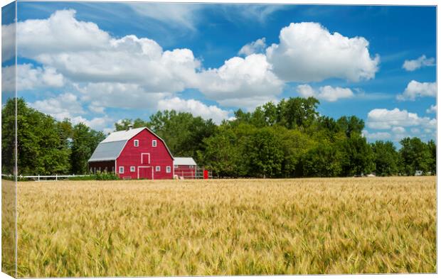  spring wheat field and red barn  Canvas Print by Dave Reede