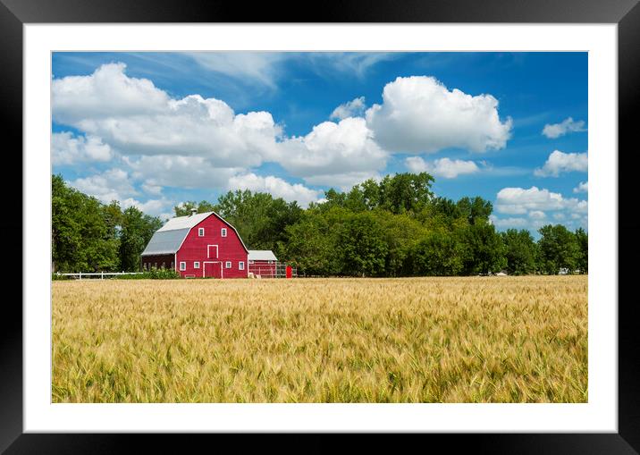  spring wheat field and red barn  Framed Mounted Print by Dave Reede
