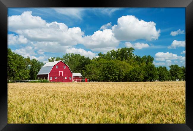  spring wheat field and red barn  Framed Print by Dave Reede