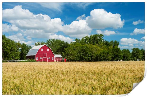  spring wheat field and red barn  Print by Dave Reede