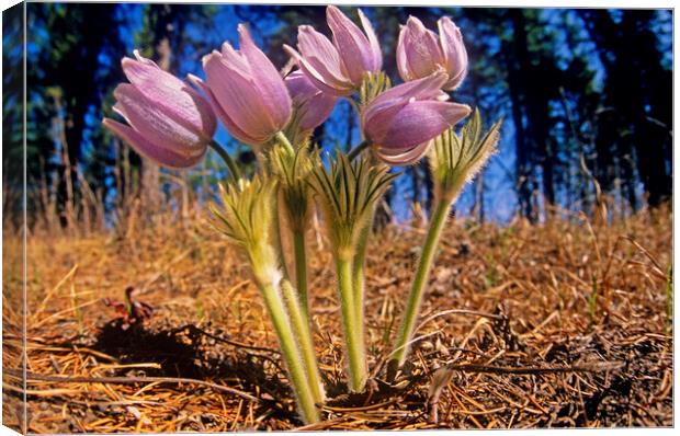 prairie crocus Canvas Print by Dave Reede