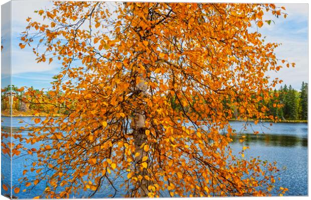 autumn colours on birch  tree Canvas Print by Dave Reede