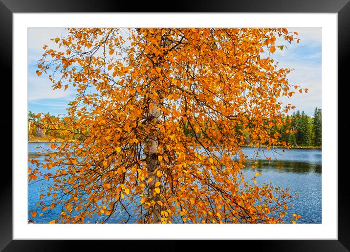 autumn colours on birch  tree Framed Mounted Print by Dave Reede