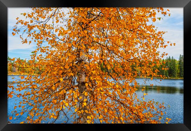 autumn colours on birch  tree Framed Print by Dave Reede