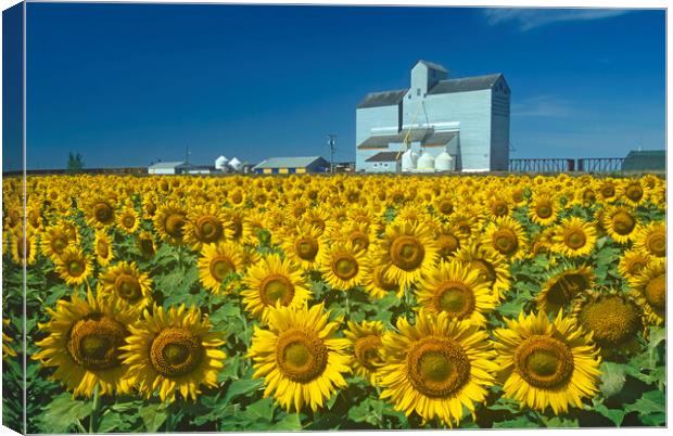 sunflower field with grain elevator in the background Canvas Print by Dave Reede
