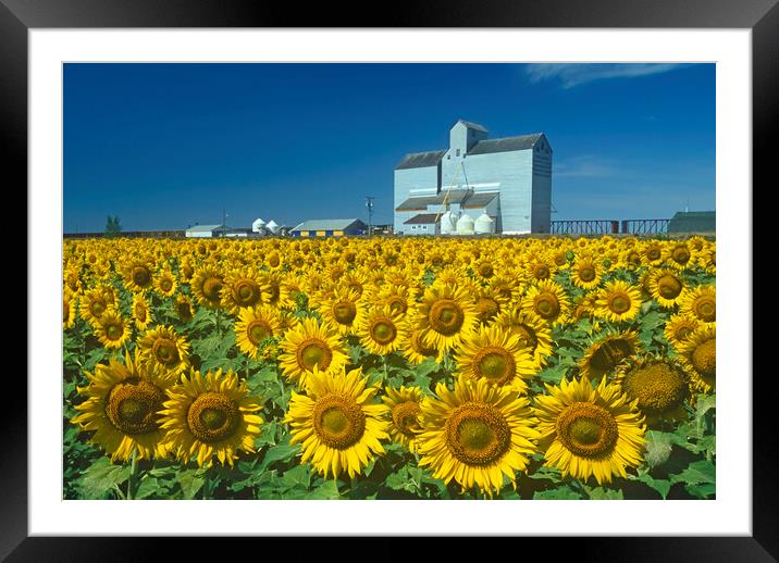 sunflower field with grain elevator in the background Framed Mounted Print by Dave Reede