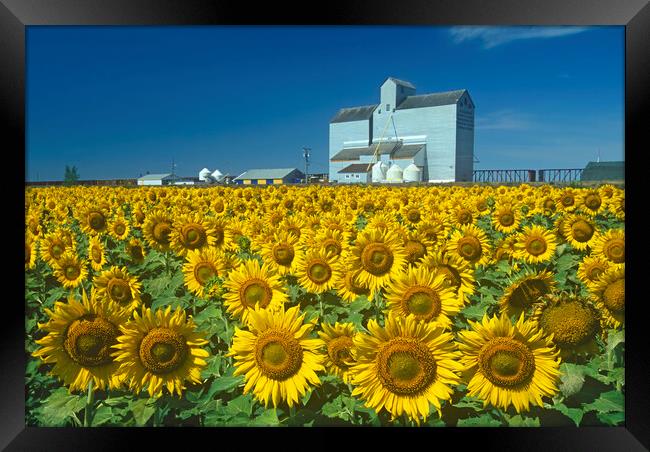 sunflower field with grain elevator in the background Framed Print by Dave Reede