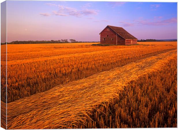 swathed spring wheat and old barn in the background Canvas Print by Dave Reede
