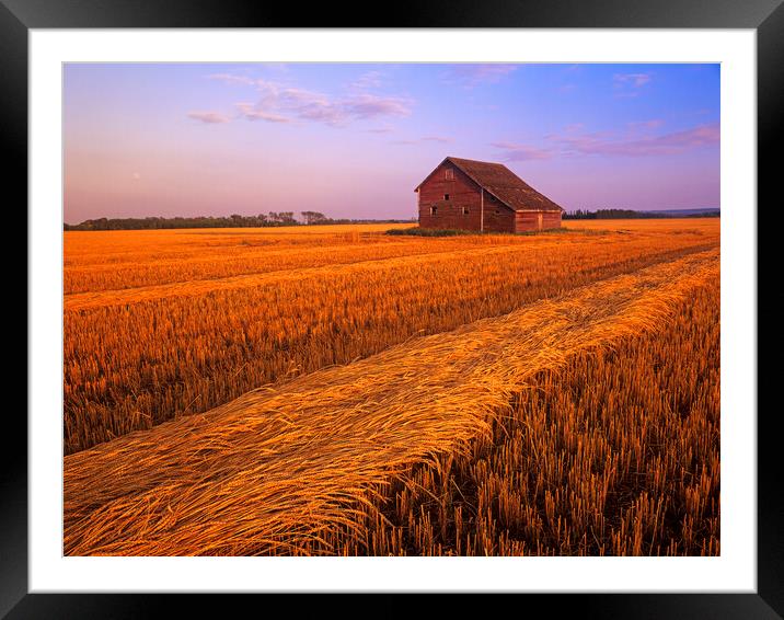 swathed spring wheat and old barn in the background Framed Mounted Print by Dave Reede