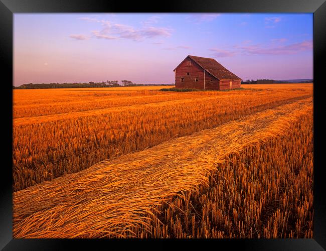 swathed spring wheat and old barn in the background Framed Print by Dave Reede