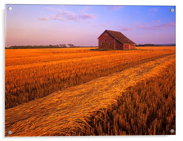 swathed spring wheat and old barn in the background Acrylic by Dave Reede