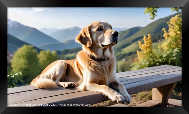 Golden retriever dog rests in a meadow with high a Framed Print by Joaquin Corbalan