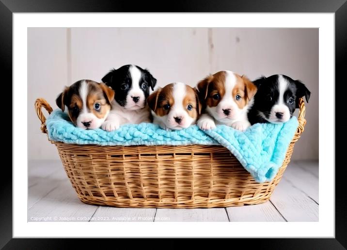 Tender puppies in a basket, an image that reaches  Framed Mounted Print by Joaquin Corbalan
