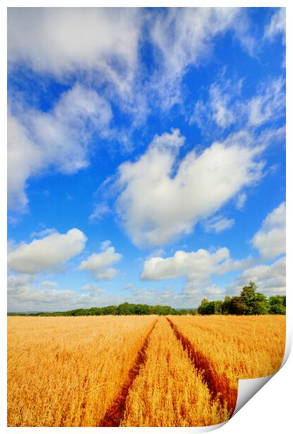 Tiddington Wheat Field Print by Steve Smith